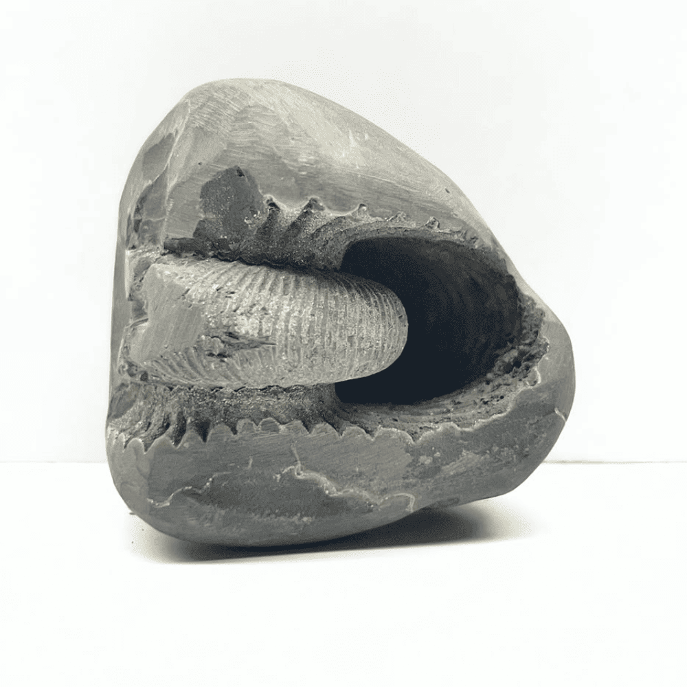 Jagannath Shaligram LN119(2.5inch/200gm)