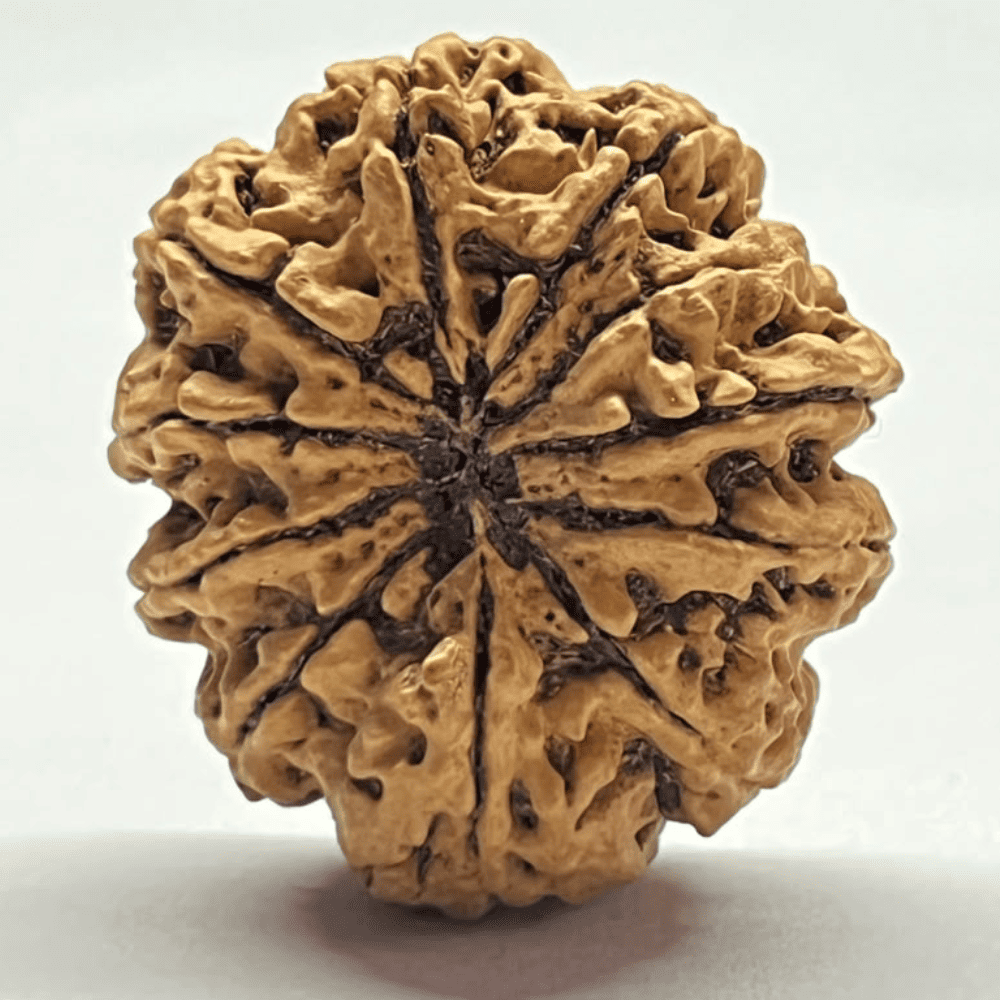 11 Mukhi Rudraksha- Full Seed (32.14mm/5.695gm)