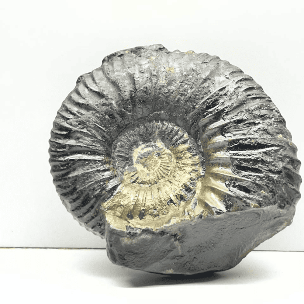 Golden double sudarshan shaligram (2.3inch/70gm) DS-15