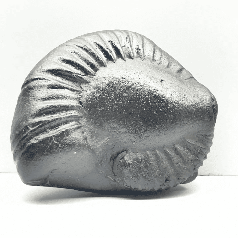 Medium Varaha Shaligram (380gm/3.5inch)