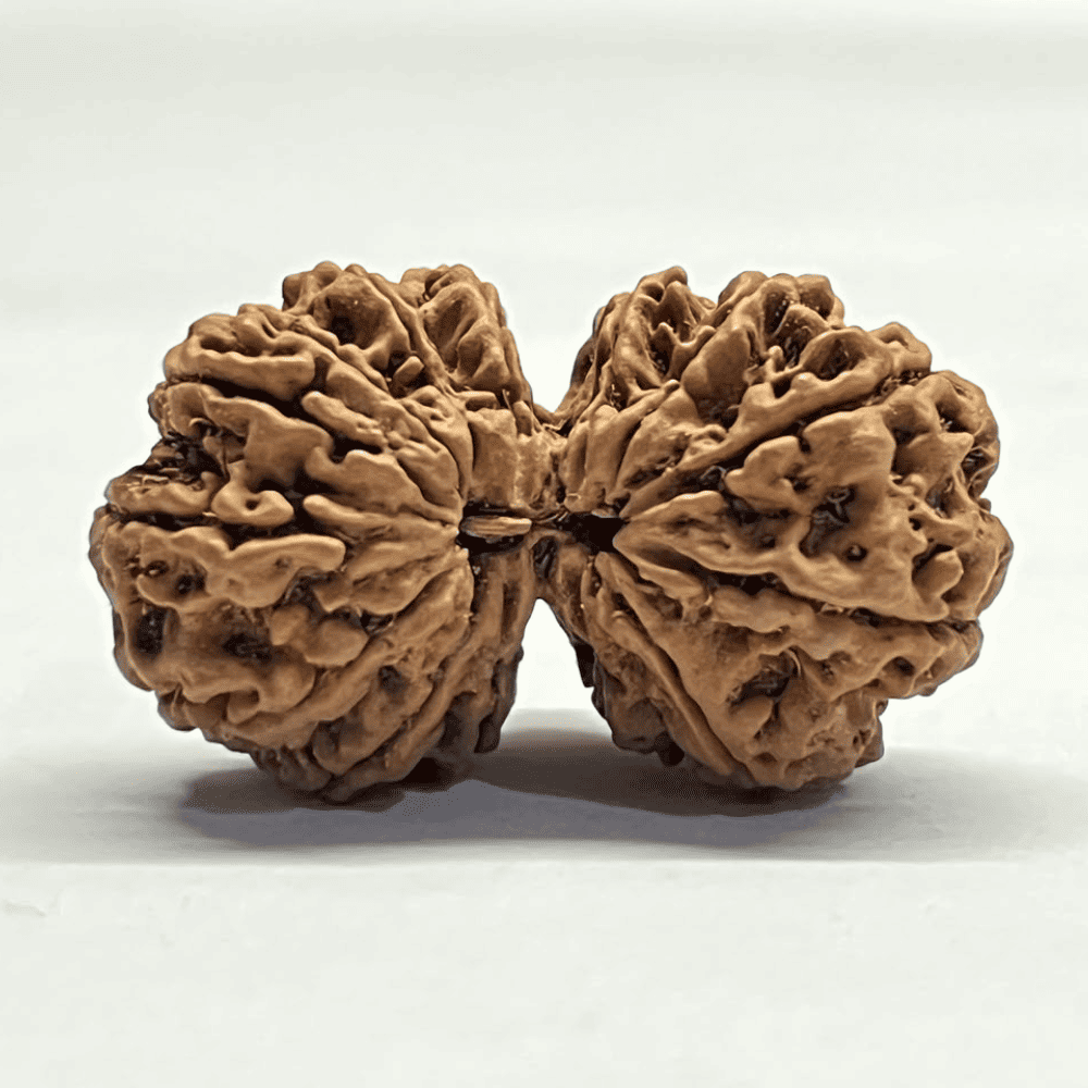 14 Mukhi Gauri Shankar Ganesh Rudraksha (36.40mm/6.482gm)