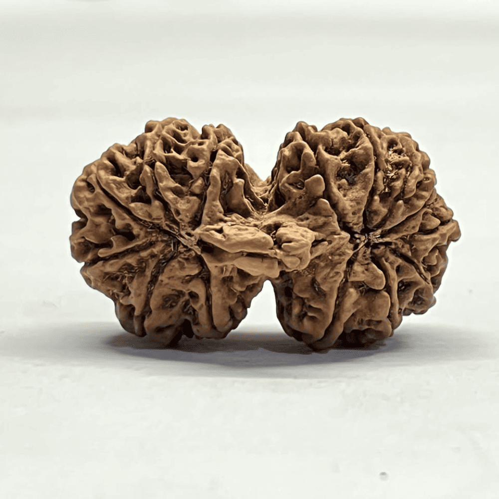 14 Mukhi Gauri Shankar Ganesh Rudraksha (36.40mm/6.482gm)