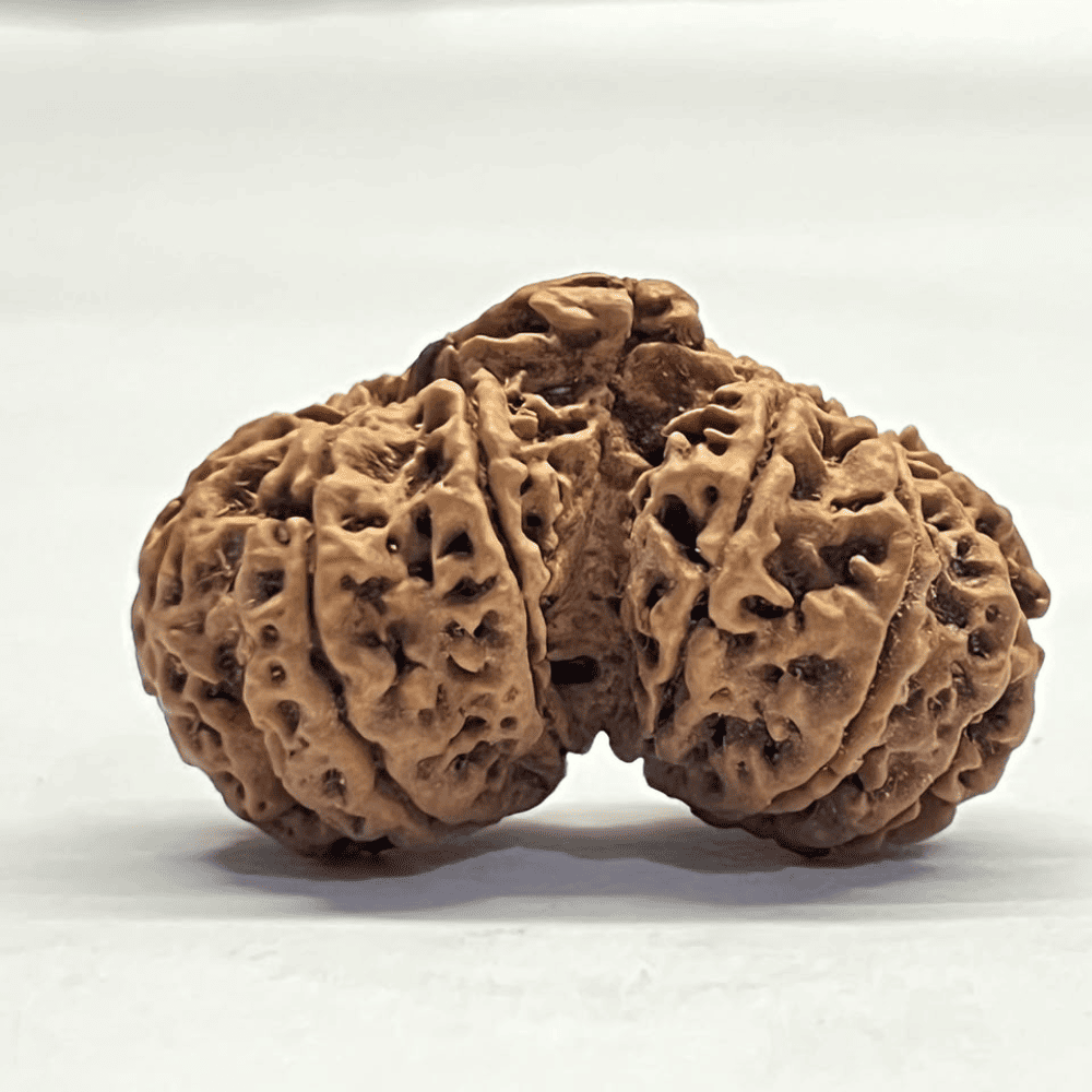 14 Mukhi Gauri Shankar Ganesh Rudraksha (36.40mm/6.482gm)