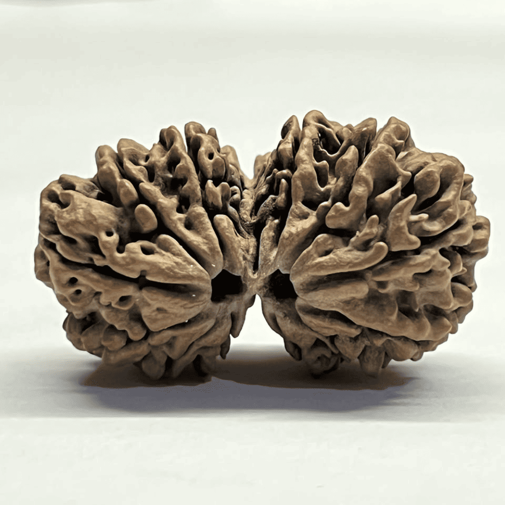 14 Mukhi Gauri Shankar Rudraksha (35.52mm/5.583gm)