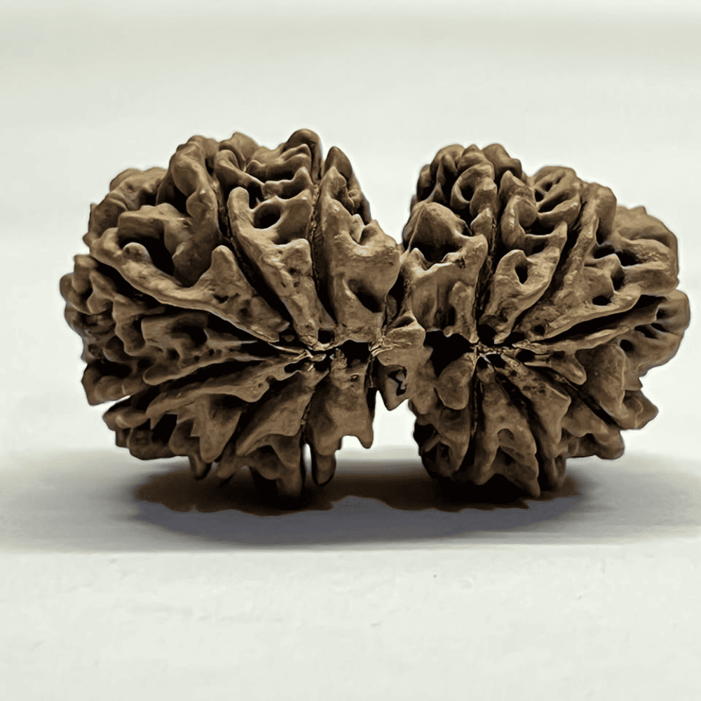 14 Mukhi Gauri Shankar Rudraksha (35.52mm/5.583gm)