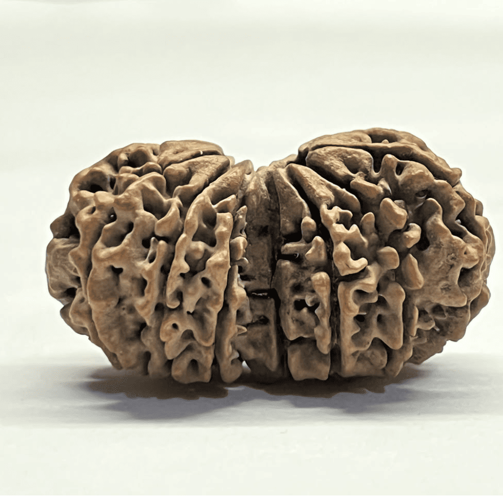 14 Mukhi Gauri Shankar Rudraksha (35.52mm/5.583gm)
