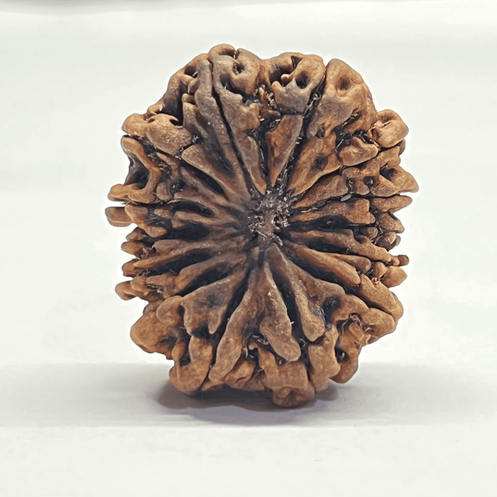 14 Mukhi Rudraksha (30.65mm/1.968gm)