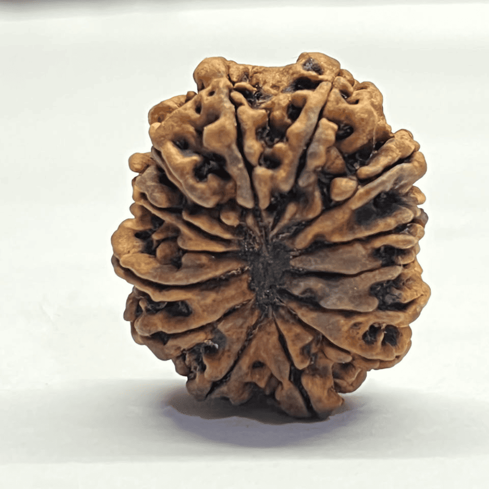 14 Mukhi Rudraksha (30.65mm/1.968gm)