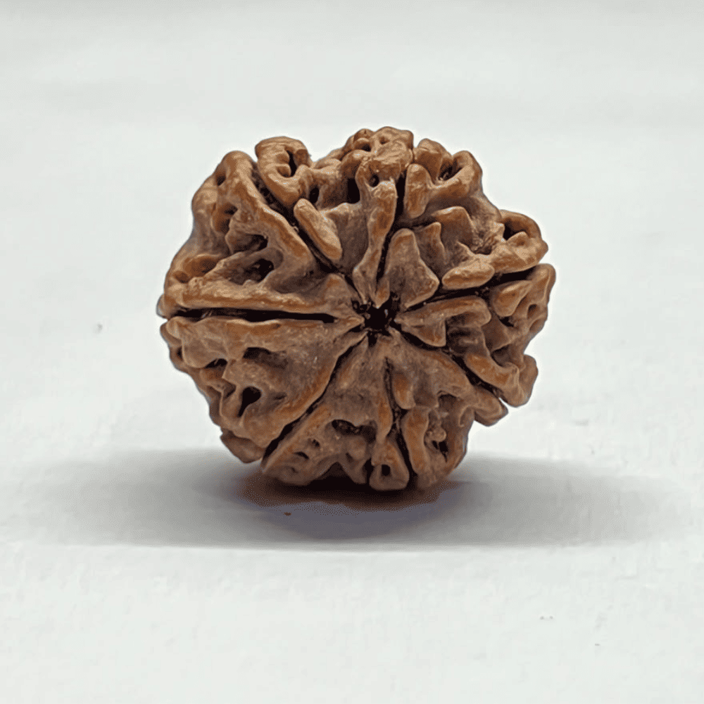 7 Mukhi Nepali Rudraksha-Full Seed (24.94mm/4.818gm)