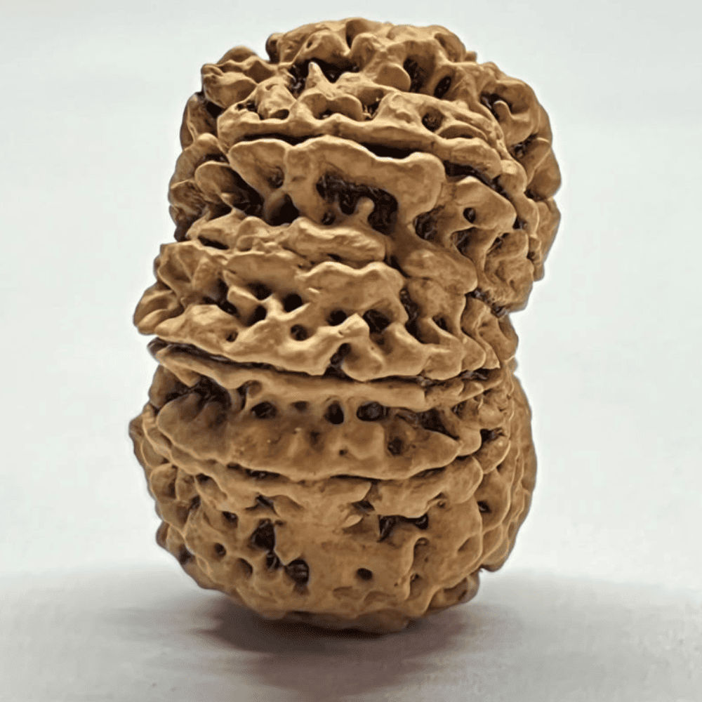 11 Mukhi Rudraksha- Full Seed (32.14mm/5.695gm)