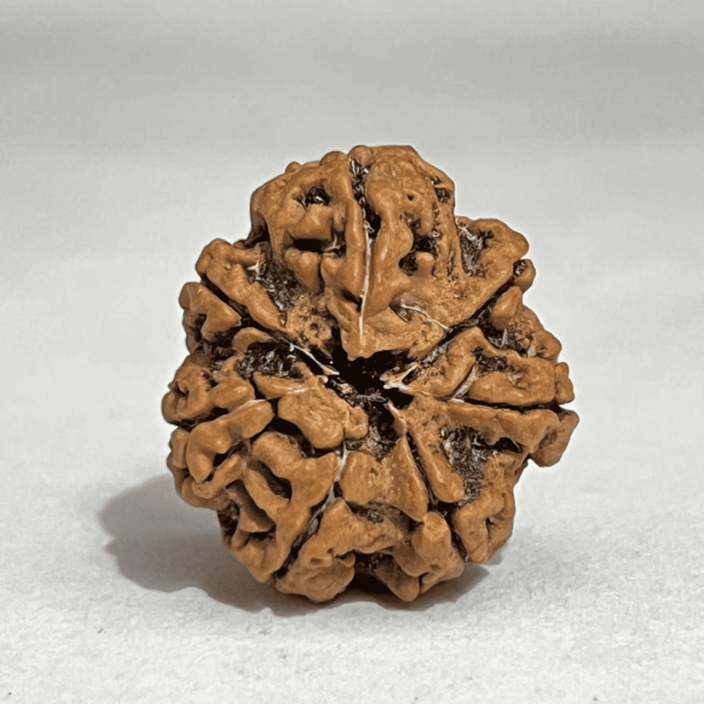 7 Mukhi Nepali Rudraksha Silver Capped (27.02mm/5.333gm)