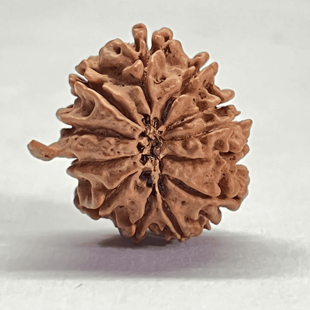 12 Mukhi Ganesh Rudraksha (23.80mm/3.027gm)