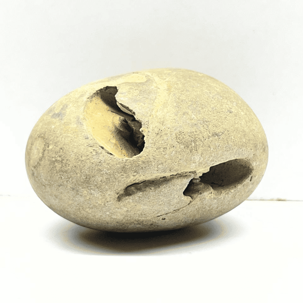 Peetam Janardana Shaligram-4Chakra  M03(2inch/115gm)