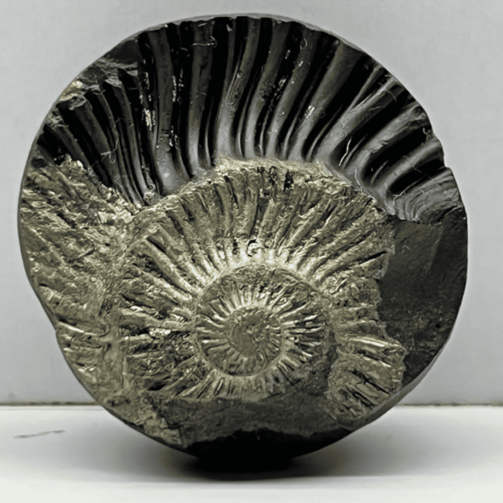 Golden Sudarshan Shaligram DS28(1.4inch/41gm)