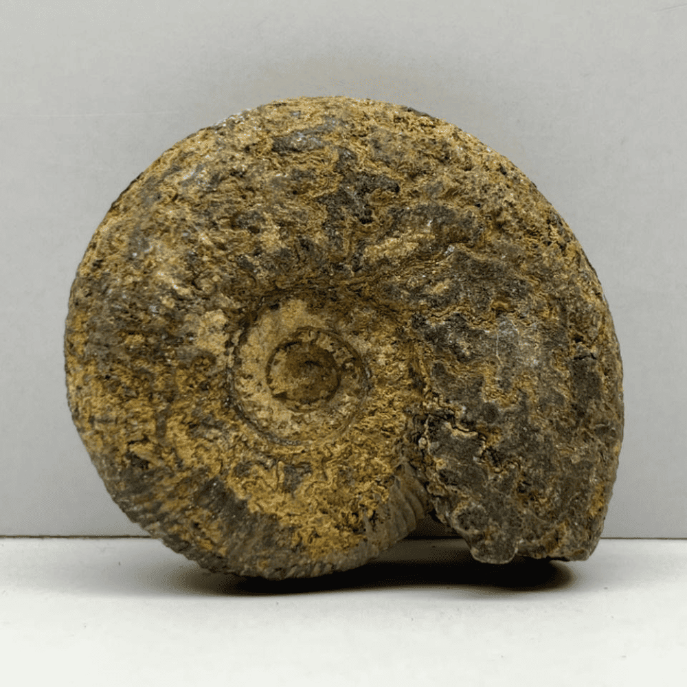 Peetam double sudarshan shaligram (2.5inch/100gm) DS-16