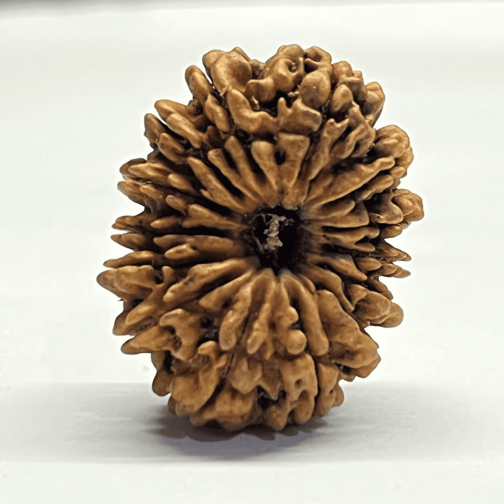 14 Mukhi Rudraksha (32.04mm/2.870gm)