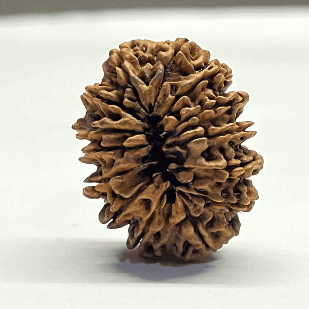 14 Mukhi Rudraksha (32.04mm/2.870gm)