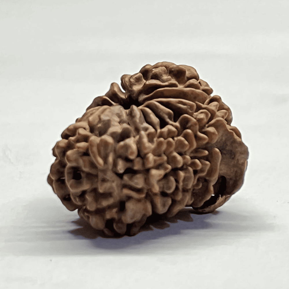 14 Mukhi Ganesh Rudraksha (26.44mm/4.174gm)