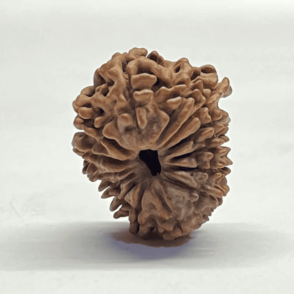 14 Mukhi Ganesh Rudraksha (26.44mm/4.174gm)