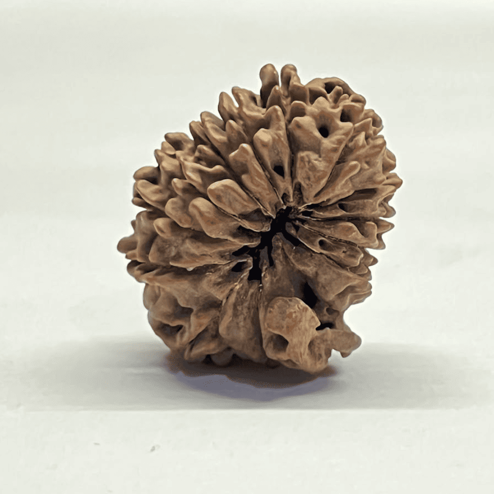 14 Mukhi Ganesh Rudraksha (26.44mm/4.174gm)