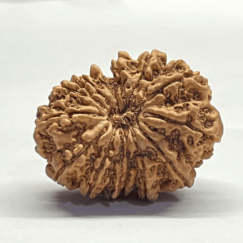 14 Mukhi Rudraksha (29.72mm/5.283gm)