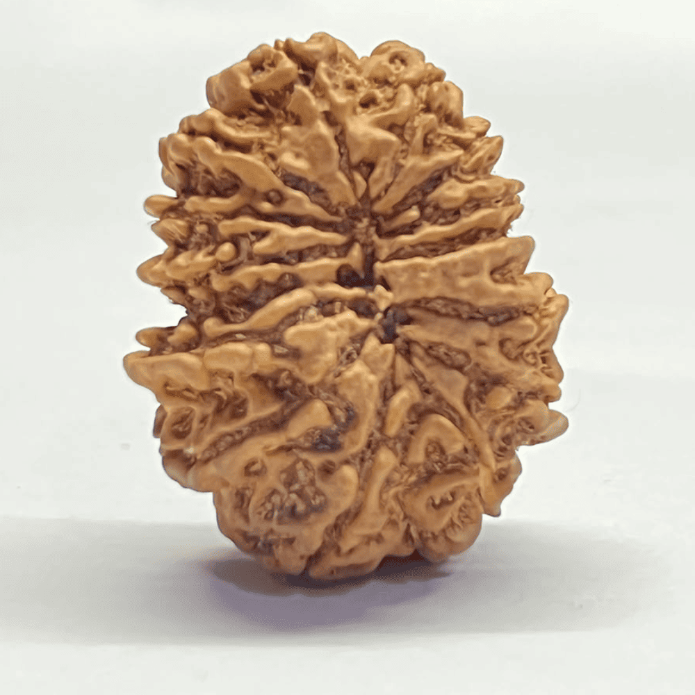 14 Mukhi Rudraksha (29.72mm/5.283gm)