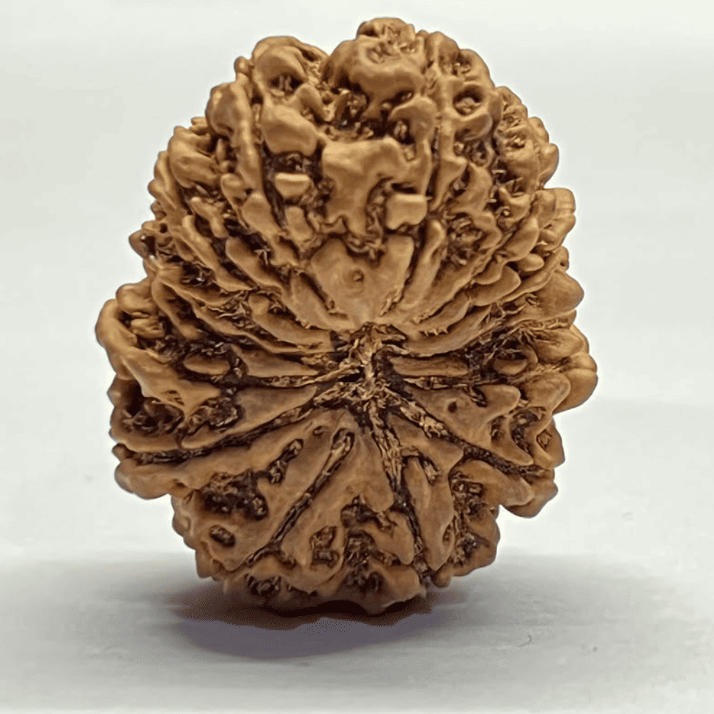 14 Mukhi Rudraksha (29.72mm/5.283gm)