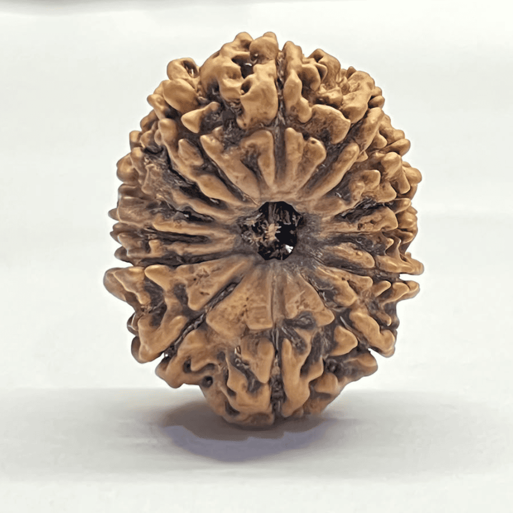 14 Mukhi Rudraksha (31.30mm/5.582gm)