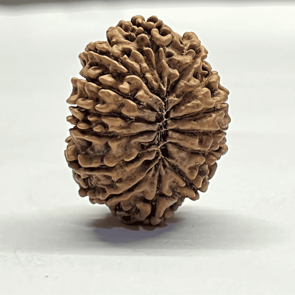 14 Mukhi Rudraksha (31.30mm/5.582gm)