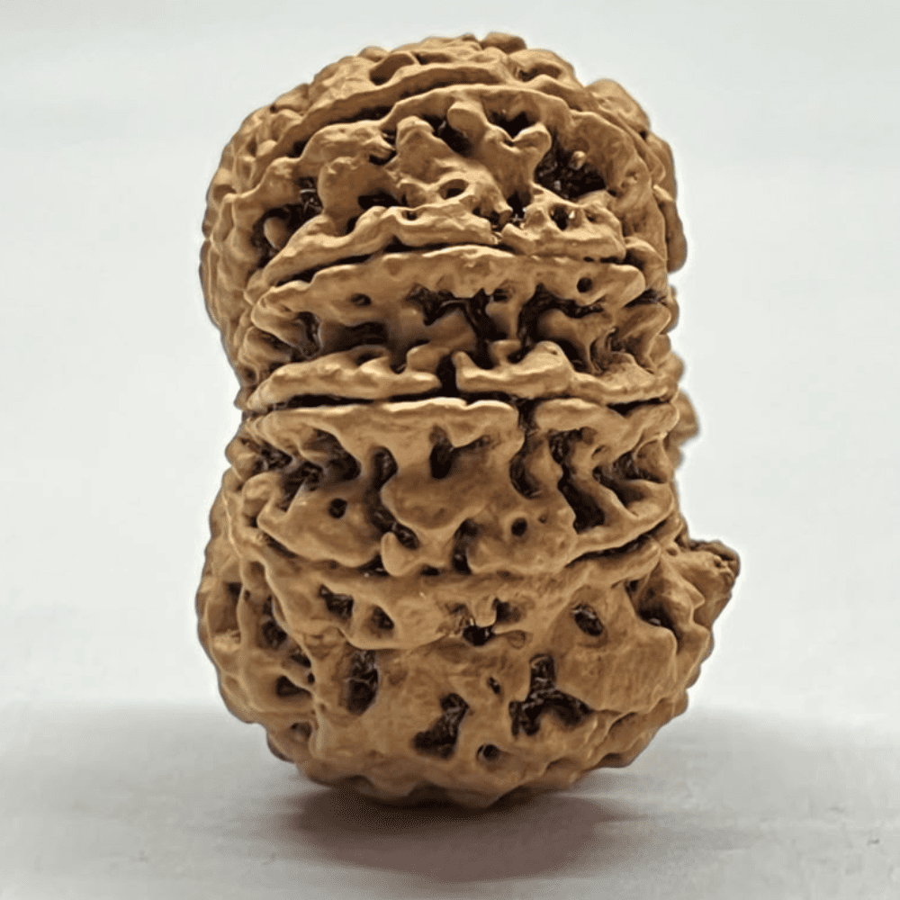 11 Mukhi Rudraksha- Full Seed (32.14mm/5.695gm)