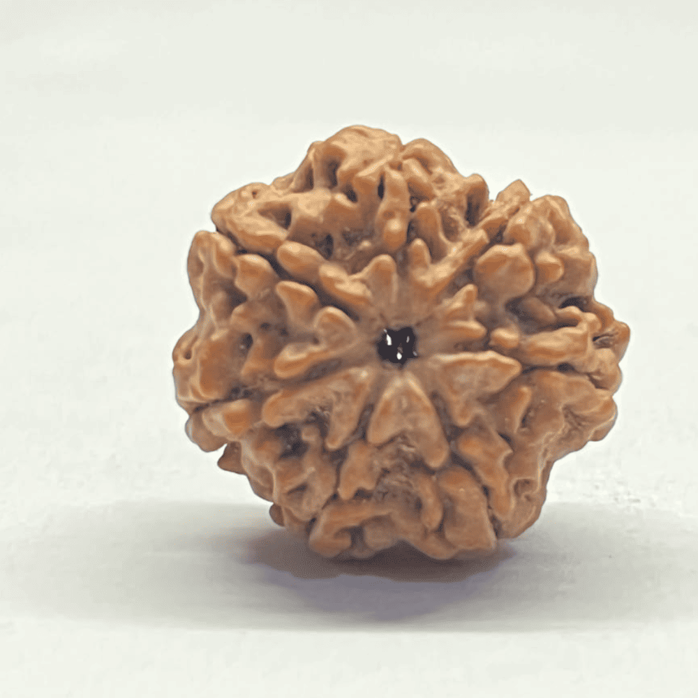 7 Mukhi Nepali Rudraksha-Full Seed (24.06mm/4.534gm)