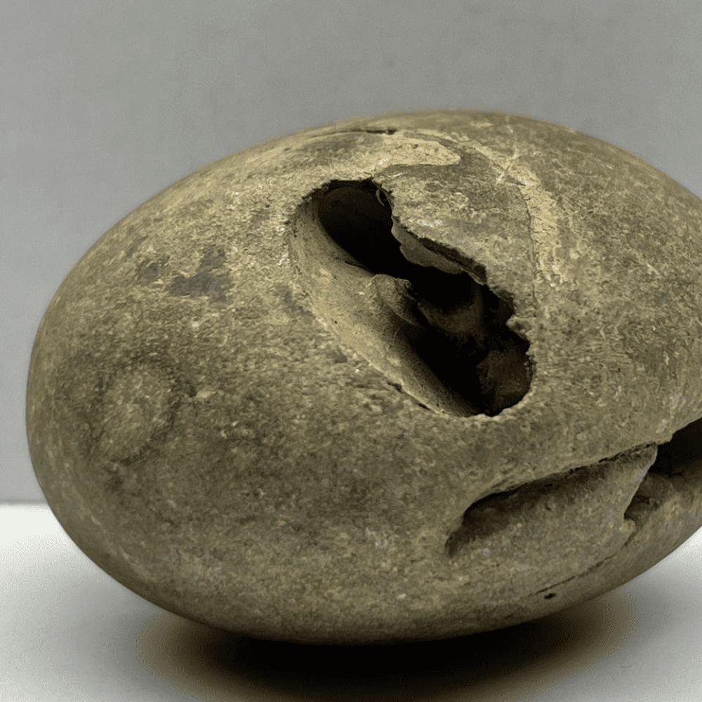 Peetam Janardana Shaligram-4Chakra  M03(2inch/115gm)