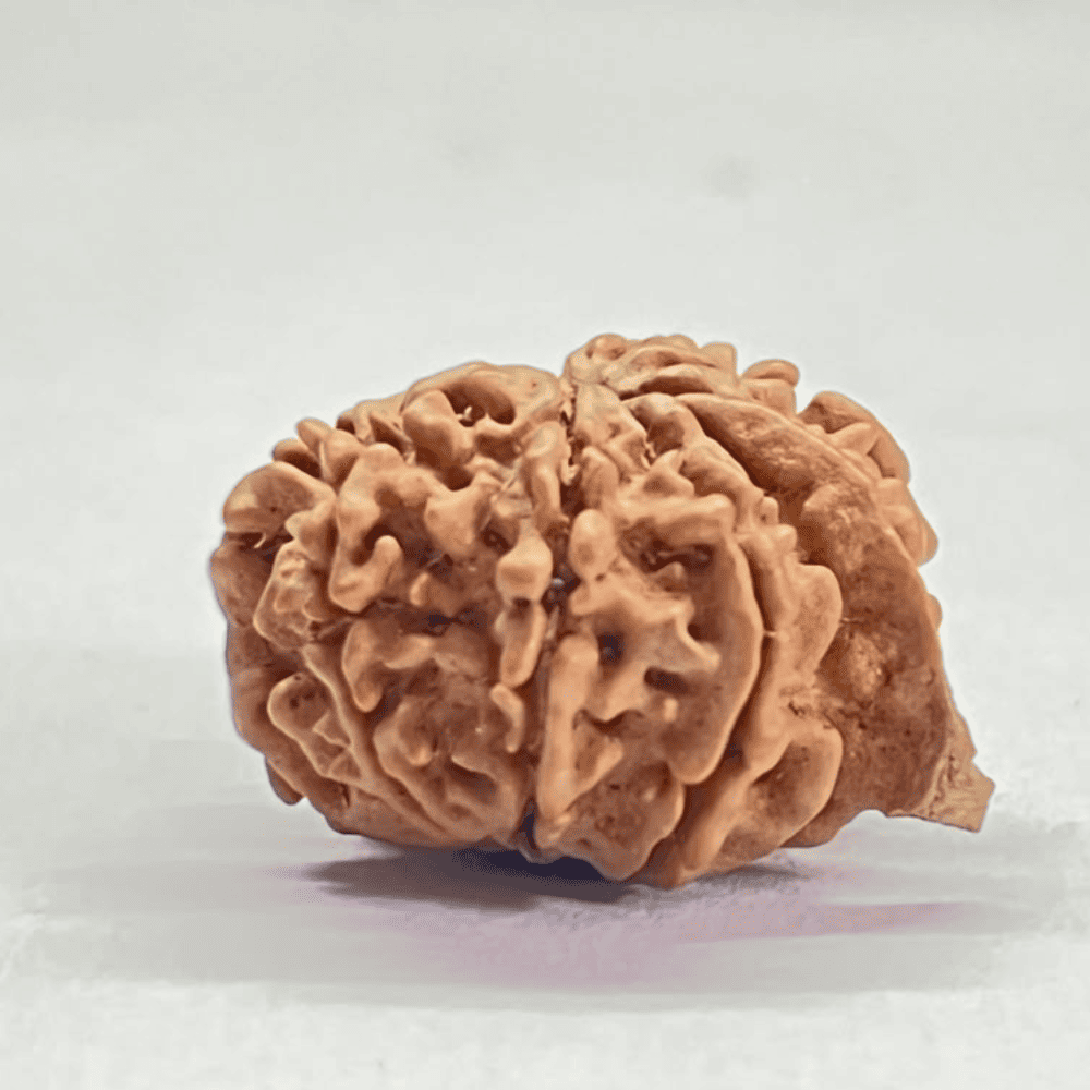 12 Mukhi Ganesh Rudraksha (23.80mm/3.027gm)