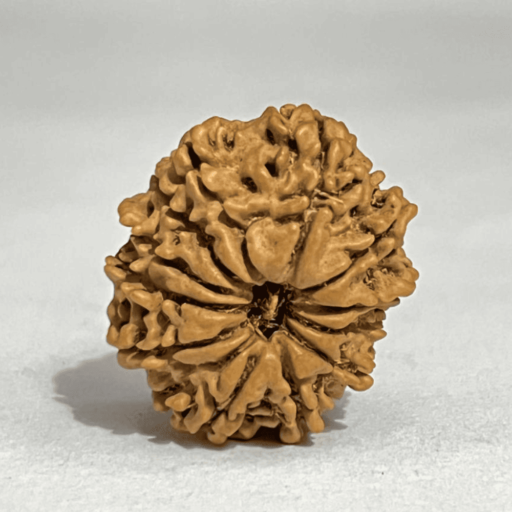 12 Mukhi Rudraksha- Full Seed (26.38mm/3.513gm)