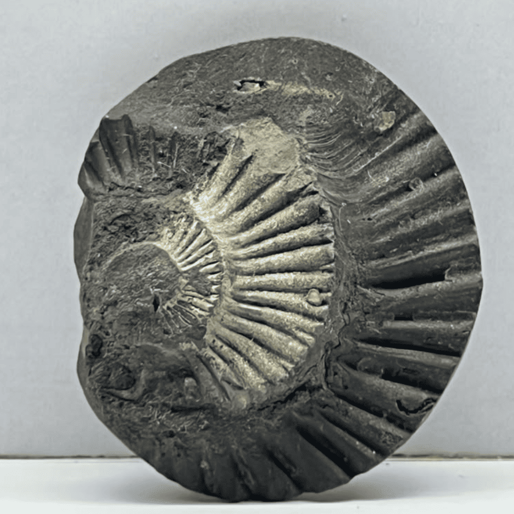 Golden Sudarshan Shaligram DS29(1.5inch/22gm)