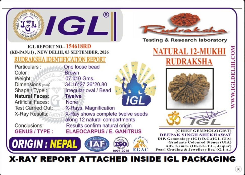 12 Mukhi Rudraksha- Full Seed (34.16mm/7.010gm)