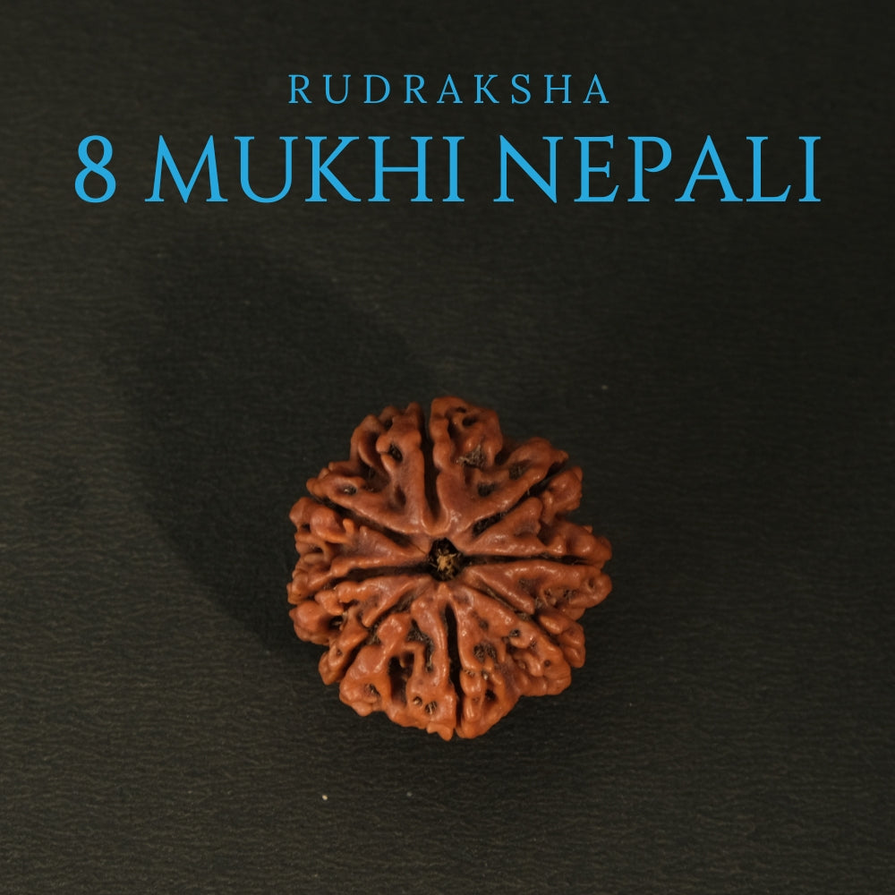 8 Mukhi Nepali Rudraksha – Original Bead