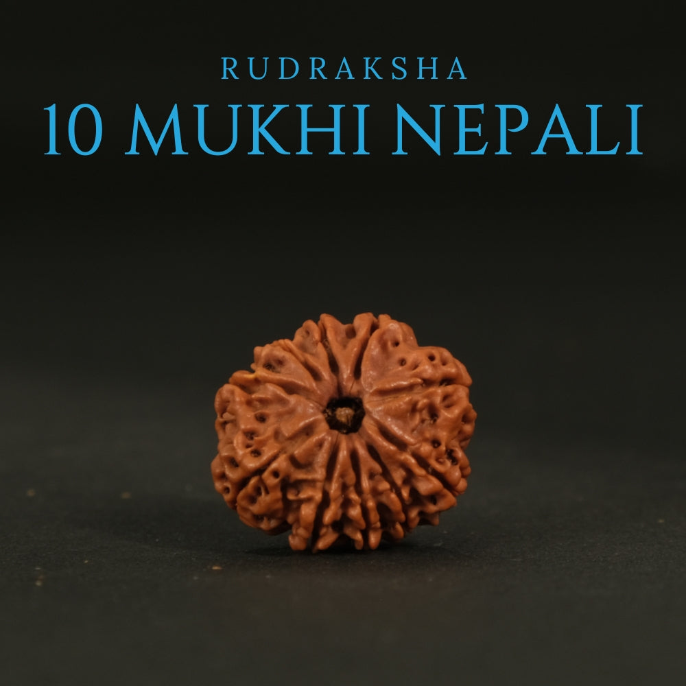 10 Mukhi Nepali Rudraksha – Original Bead