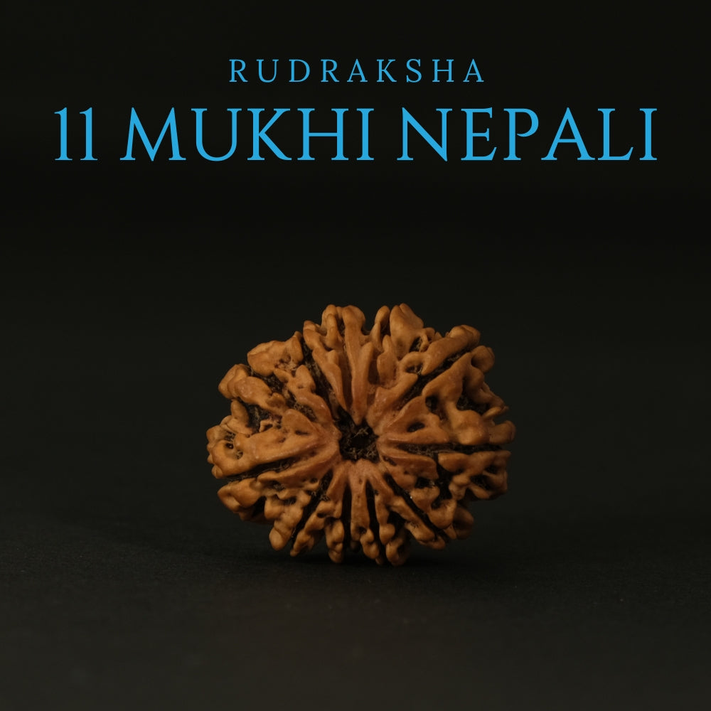 11 Mukhi Nepali Rudraksha – Original Bead