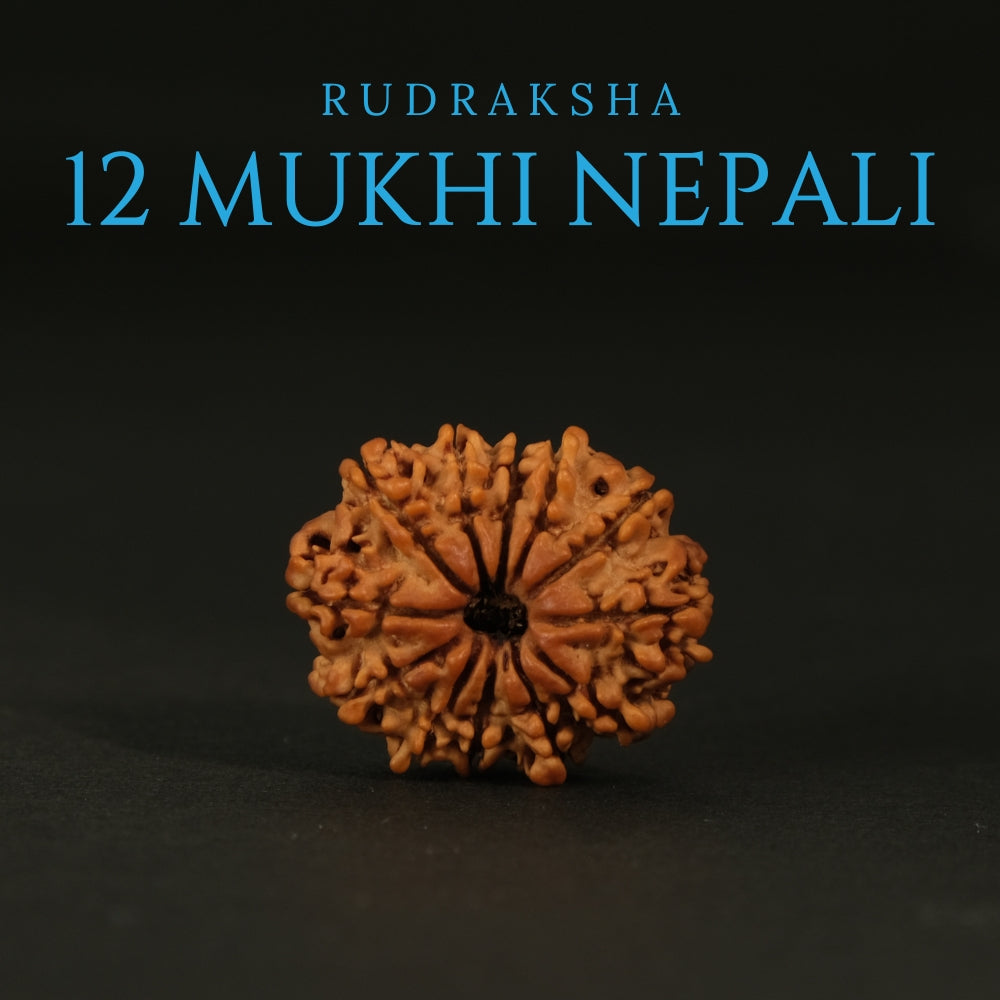 12 Mukhi Nepali Rudraksha – Original Bead