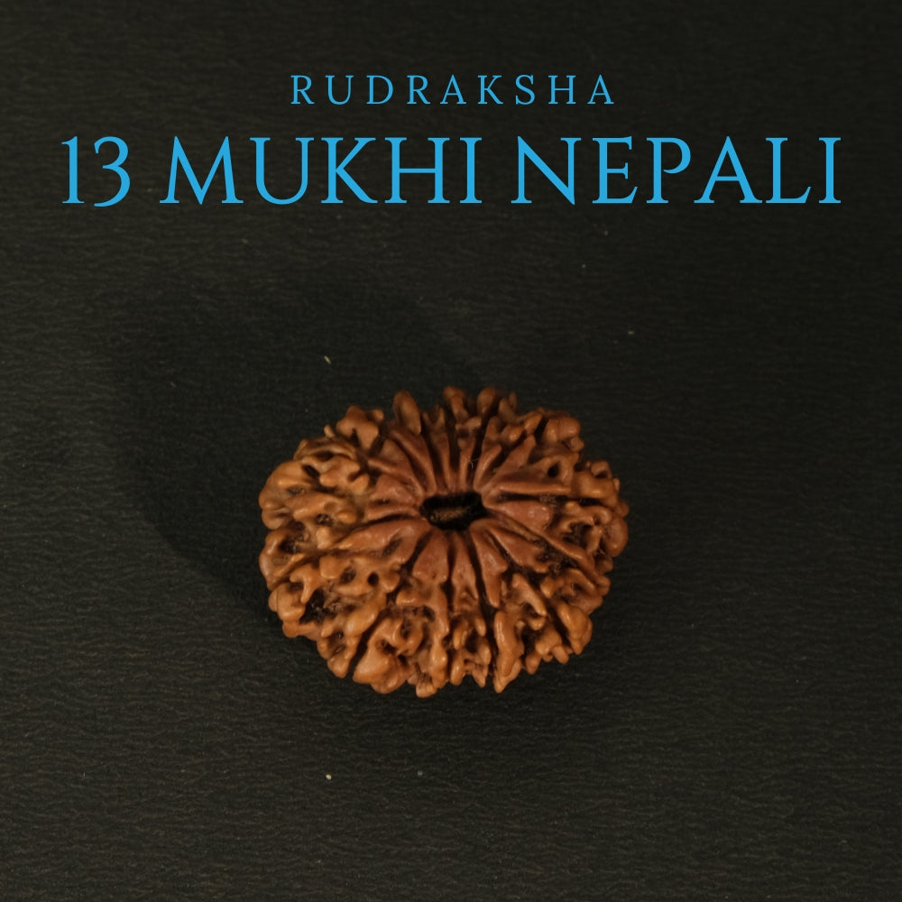 13 Mukhi Nepali Rudraksha – Original Bead