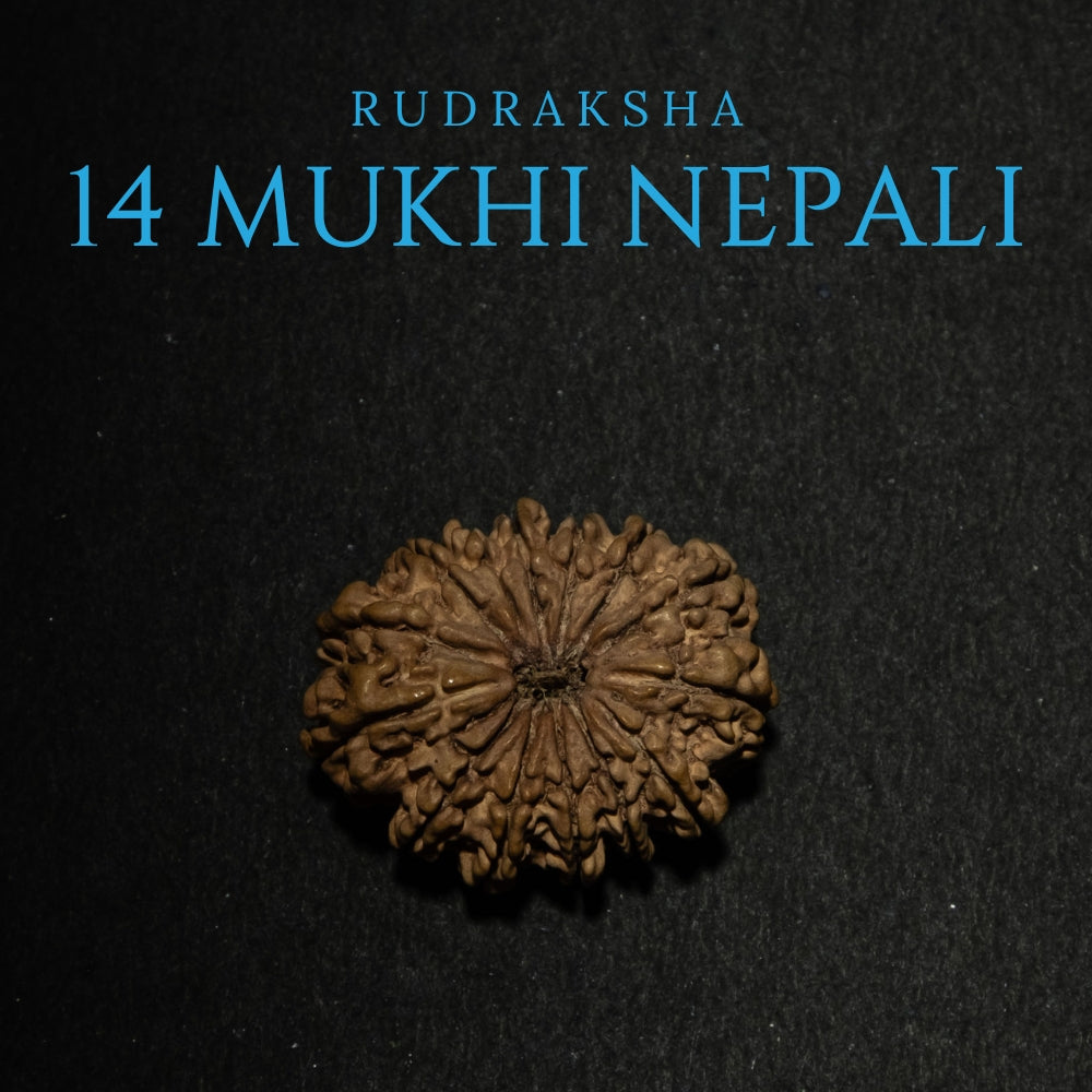 14 Mukhi Nepali Rudraksha – Original Bead