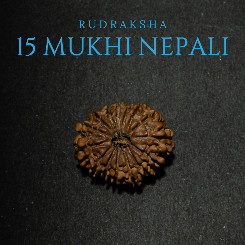 15 Mukhi Nepali Rudraksha – Original Bead