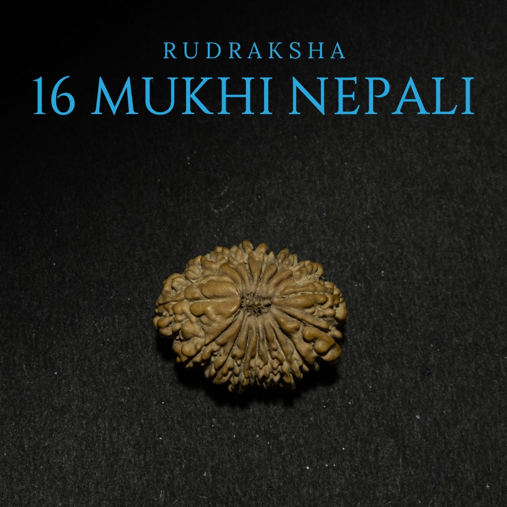 16 Mukhi Nepali Rudraksha – Original Bead