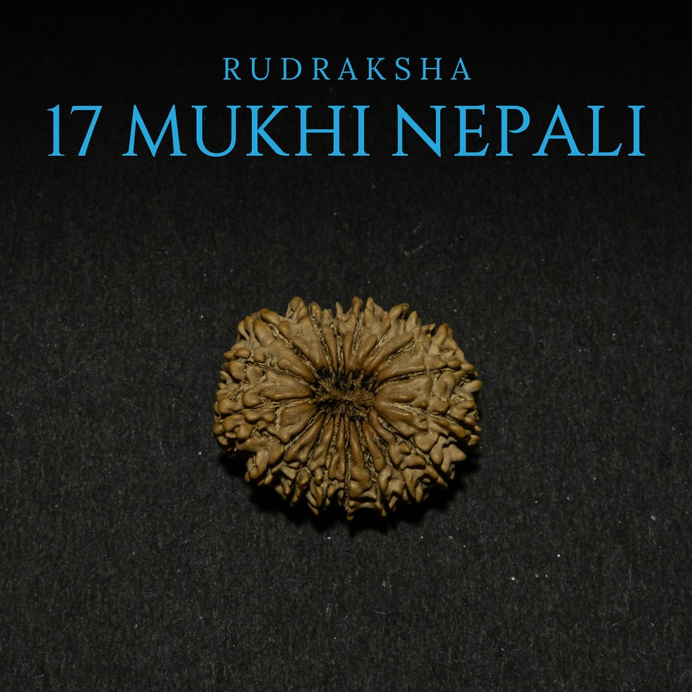 17 Mukhi Nepali Rudraksha – Original Bead