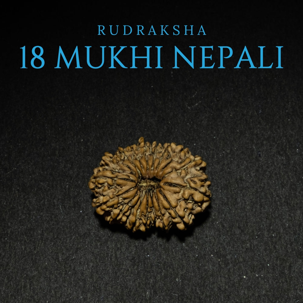 18 Mukhi Nepali Rudraksha – Original Bead