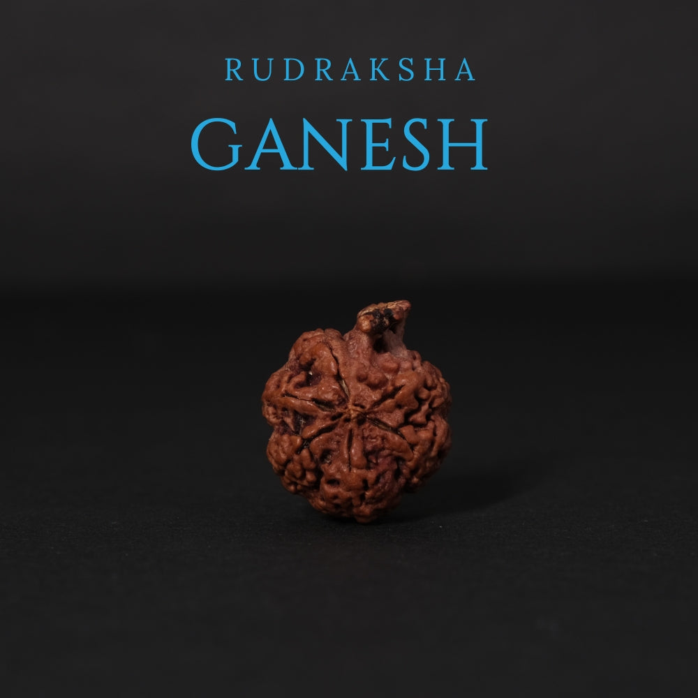Ganesh Rudraksha – Original Nepali Bead