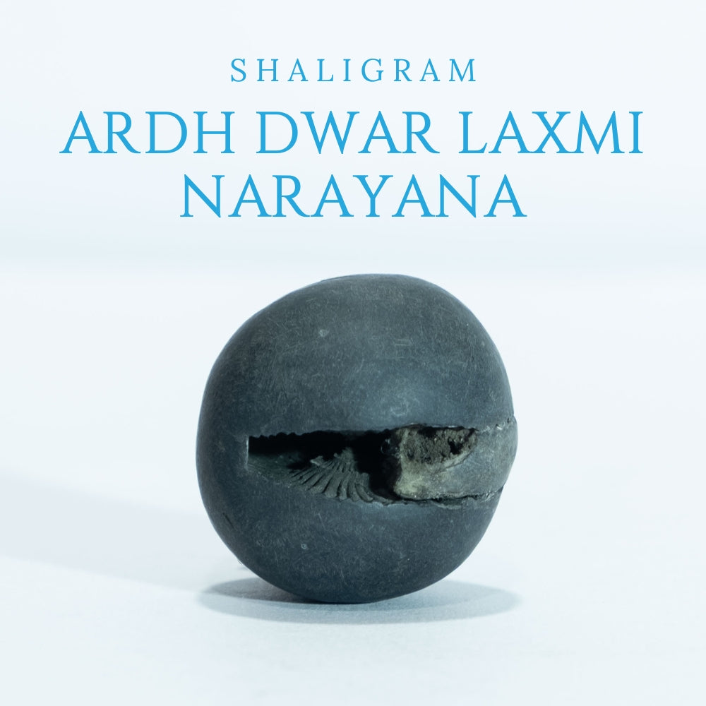 Ardh Dwar Laxmi Narayana - 1inch/ 35gm - vishnu laxmi shaligram