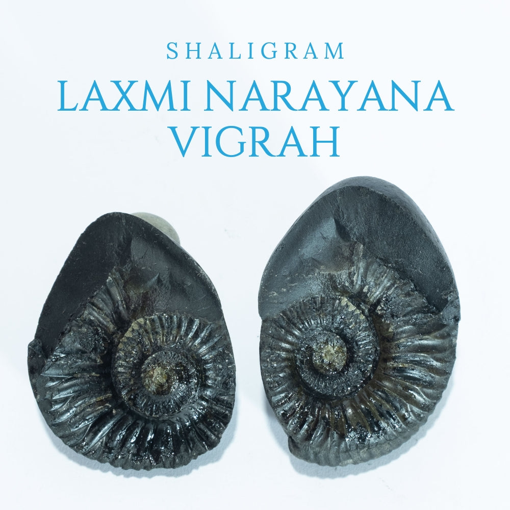 Laxmi Narayana Vigrah - 3inch/ 310gm - vishnu laxmi shaligram