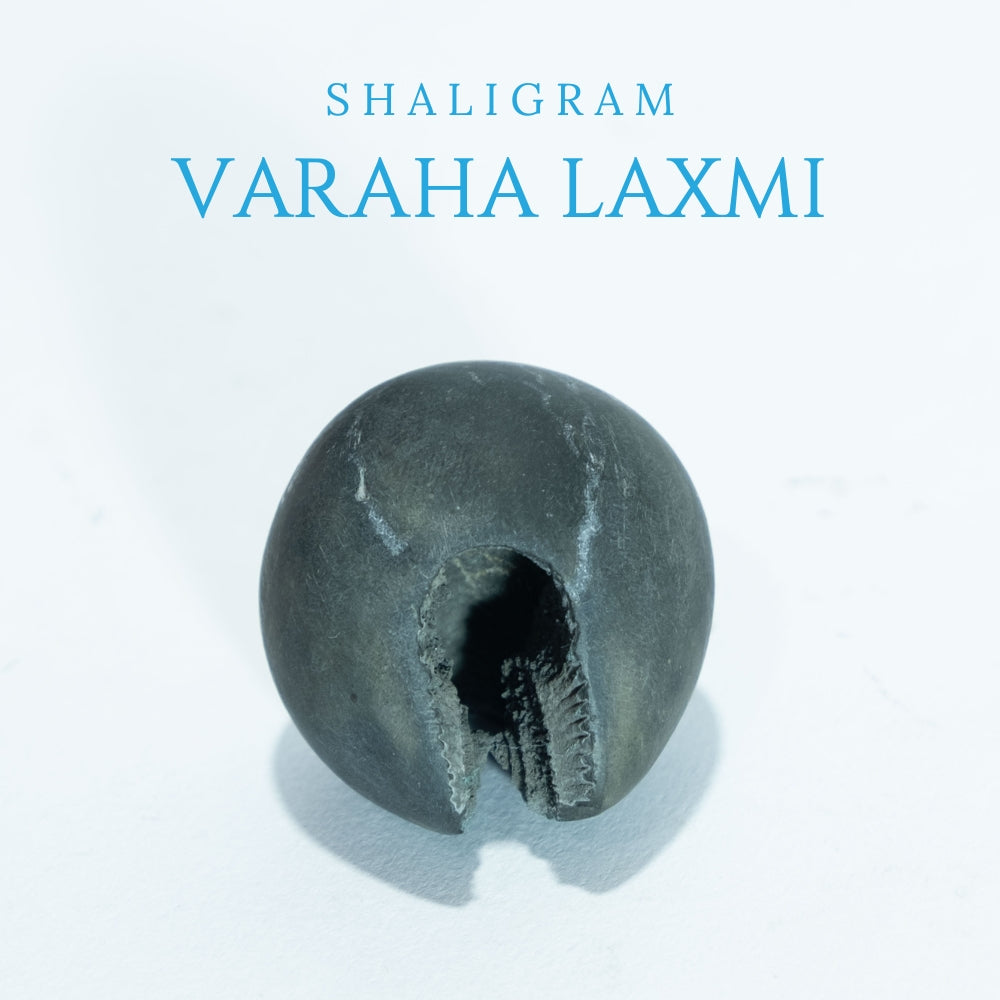 Varaha Laxmi - 1.5inch/ 40gm - vishnu laxmi shaligram
